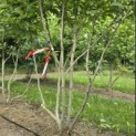 Magnolia 'Soulangeana' - 2