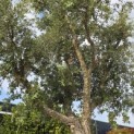 Quercus Suber - 1
