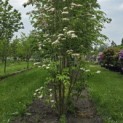 Cornus kousa 'Stellar Pink' - 2