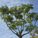 Albizia julibrissin 'Ombrella' - 2