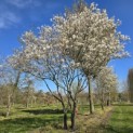 Amelanchier lamarckii - 1