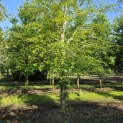 Fagus sylvatica - juni 2026