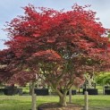 Acer palmatum 'Sumi-Nagashi' - 6