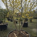 Hamamelis mollis - 1