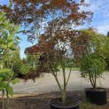 Acer palmatum Masu-kagami - 3