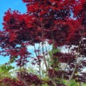 Acer palmatum 'Bloodgood' - Afbeelding 1