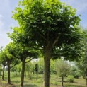 Platanus hispanica - juni 2026
