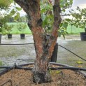 Pinus sylvestris 'Watereri' - Foto 1