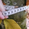 Fagus sylvatica - Foto 1