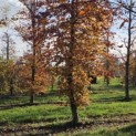 Fagus sylvatica 'Atropunicea' - scheve gebogen voetstam