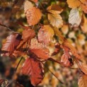 Fagus sylvatica 'Atropunicea' - 6