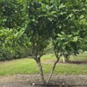 Magnolia 'Susan' - Foto 1