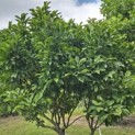 Magnolia 'Susan' - Foto 2