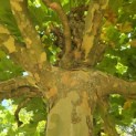 Platanus hispanica - 3