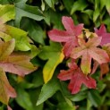 Liquidambar styraciflua 'Gum Ball'  impressie herfstkleuren bij vochtige grond