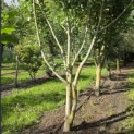Liriodendron tulipifera 'Aureomarginatum' - 1
