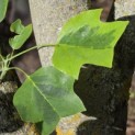 Liriodendron tulipifera 'Aureomarginatum' - 2