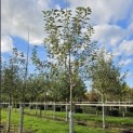 Malus domestica 'Jonagold' - 2