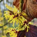 Hamamelis mollis 'Westerstede' -