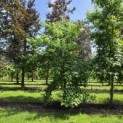 Liquidambar Styraciflua - 3