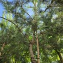 Pinus sylvestris - Foto 3