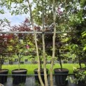 Quercus ilex - 2