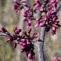 Cercis canadensis 'Forest Pansy' - Foto 1