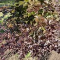 Fagus sylvatica 'Atropunicea' - 3