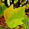 Platanus x Hispanica 'Alphon's Globe'