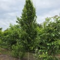 Fagus sylvatica 'Dawyck Gold' - blad in de zomer kleurt terug naar groen