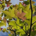 Liquidambar formosa 'Ellen' - 2