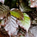 Fagus sylvatica 'Atropunicea' - impressie kleurnuances rode of bruine beuk
