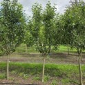Malus domestica 'Red Elstar' - 1