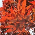 Acer palmatum 'Bloodgood'