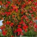 Acer rubrum 'Scanlon' - Afbeelding 1