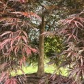 Acer palmatum 'Garnet' - Foto 7
