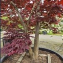 Acer palmatum 'Bloodgood' - 1