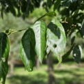 Alnus x spaethii 'Spaeth' - impressie blad