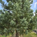 Sequoiadendron giganteum 'Glaucum' - Foto 4