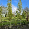 Quercus robur 'Fastigiata' - 2