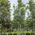Quercus ilex - 1