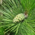 Pinus nigra 'Nigra' - Afbeelding 1