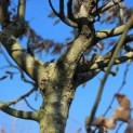 Carpinus betulus - 8