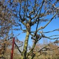 Carpinus betulus - 9