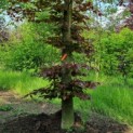 Fagus sylvatica 'Atropunicea' - Afbeelding 2