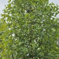 Platanus x hispanica - 1