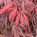 Acer palmatum 'Tamukeyama' - Afbeelding 1