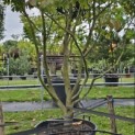 Parrotia persica - Foto 4