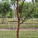 Acer griseum - 4