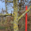 Juglans regia 'Coenen'' - 1
